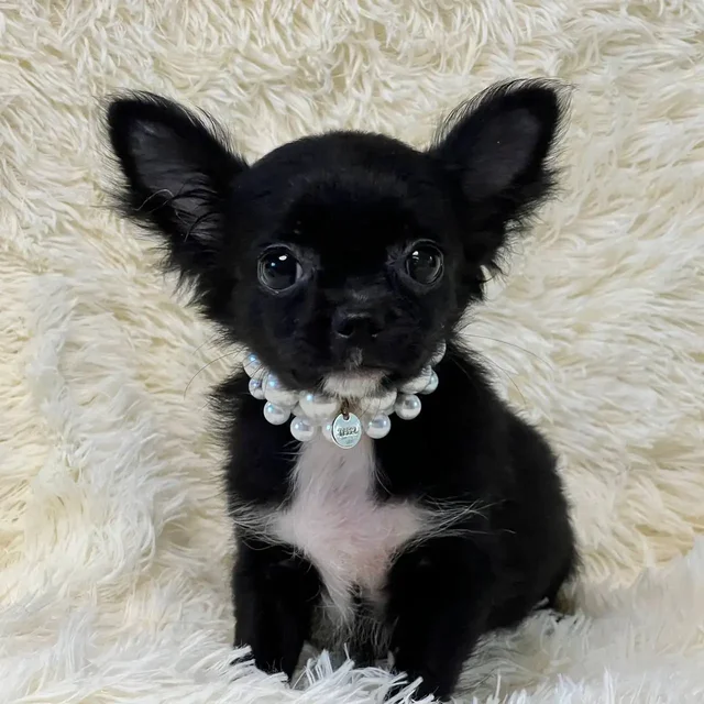 Продажа щенков чихуахуа в Симферополе - частное объявление в Симферополь