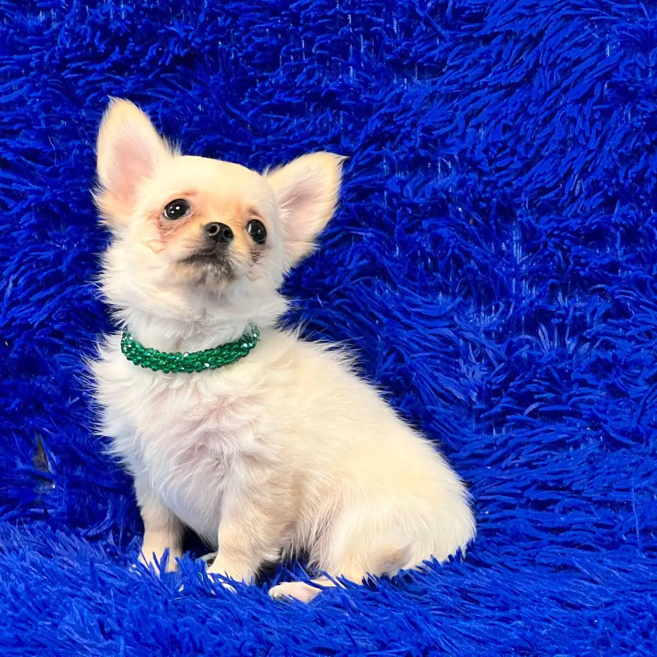 Продажа щенков чихуахуа в Симферополе - Собаки (Животные) в Симферополь