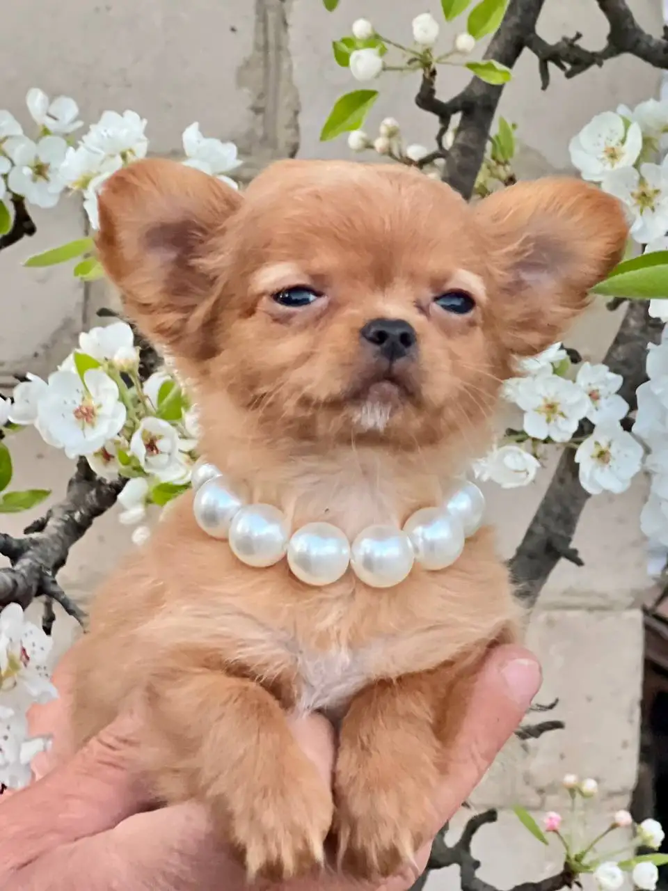 Продажа щенков чихуахуа в Симферополе - Собаки (Животные) в Симферополь