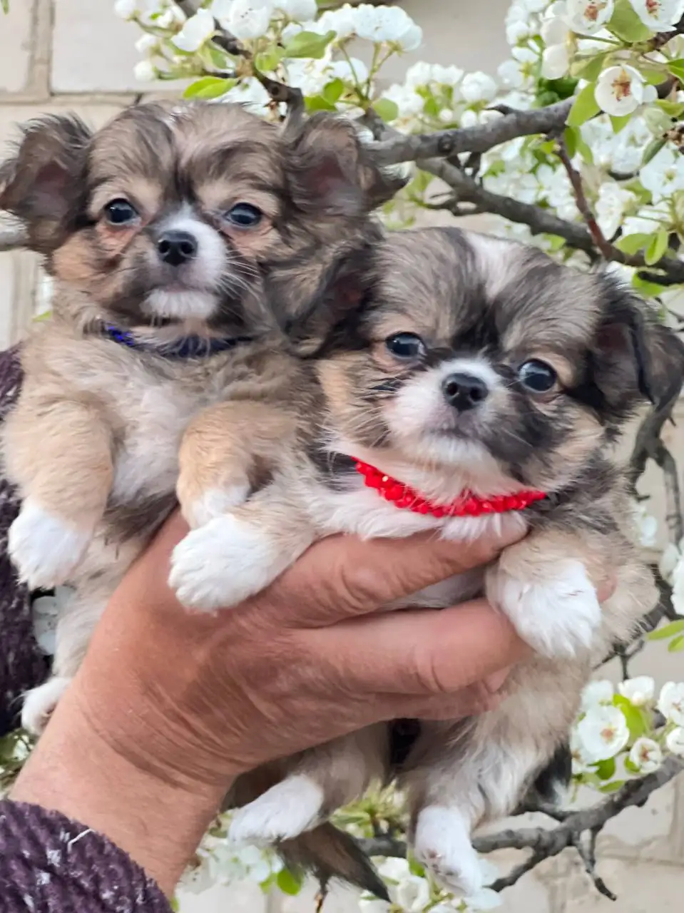 Продажа щенков чихуахуа в Симферополе - Собаки (Животные) в Симферополь