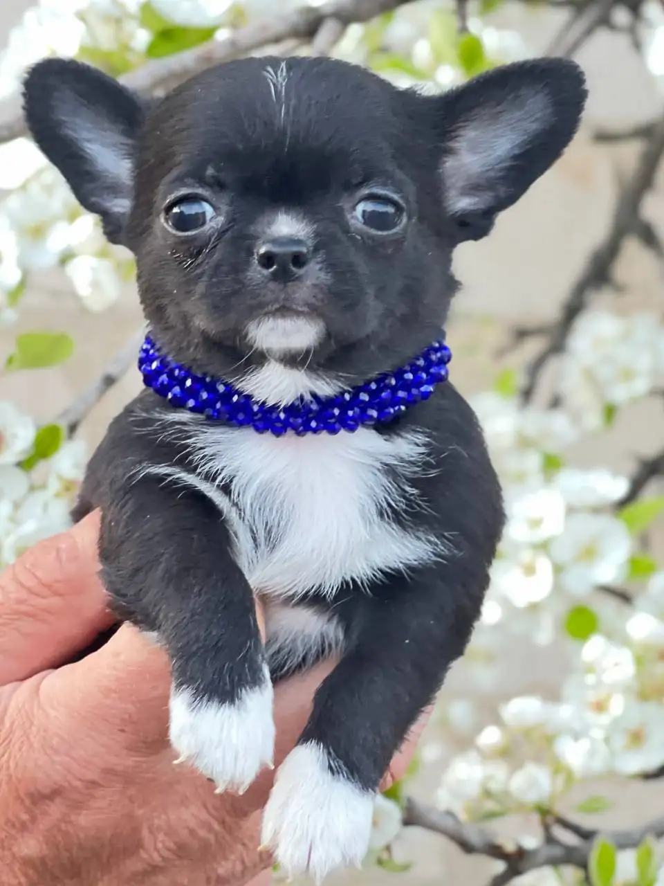 Продажа щенков чихуахуа в Симферополе - Собаки (Животные) в Симферополь