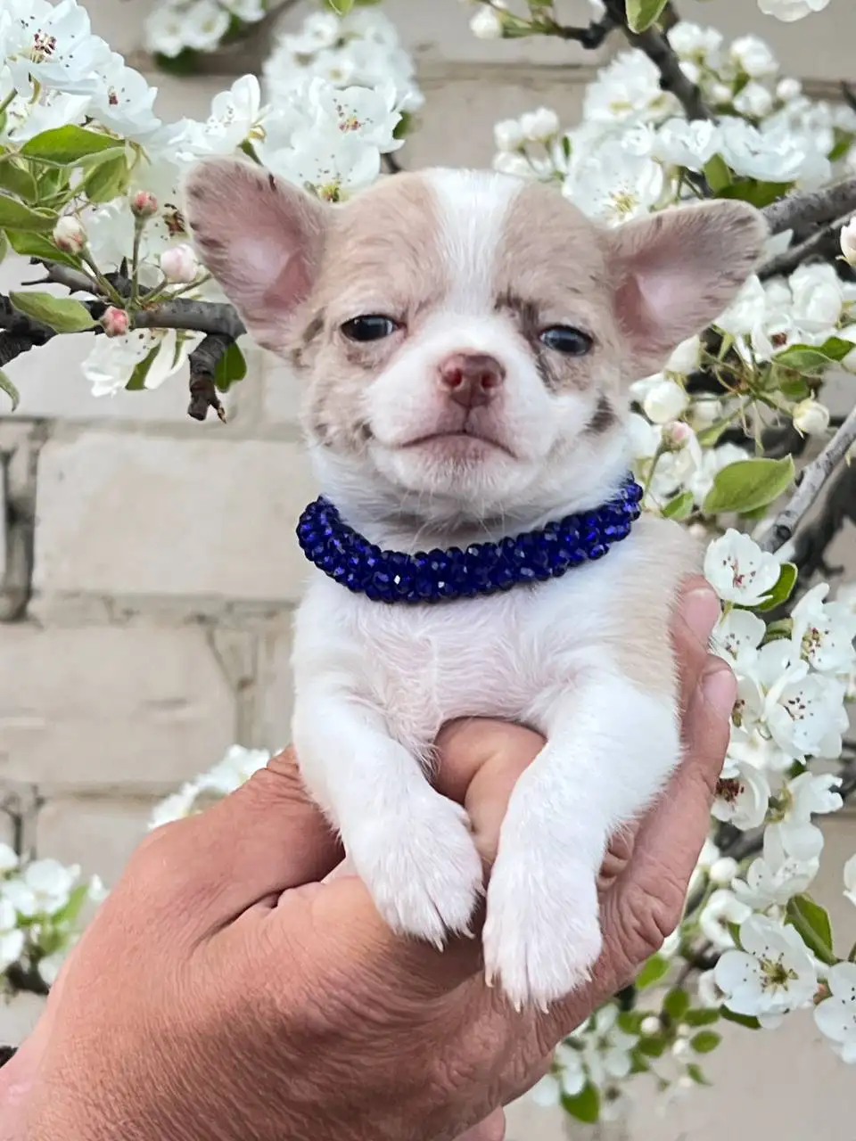 Продажа щенков чихуахуа в Симферополе - Собаки (Животные) в Симферополь