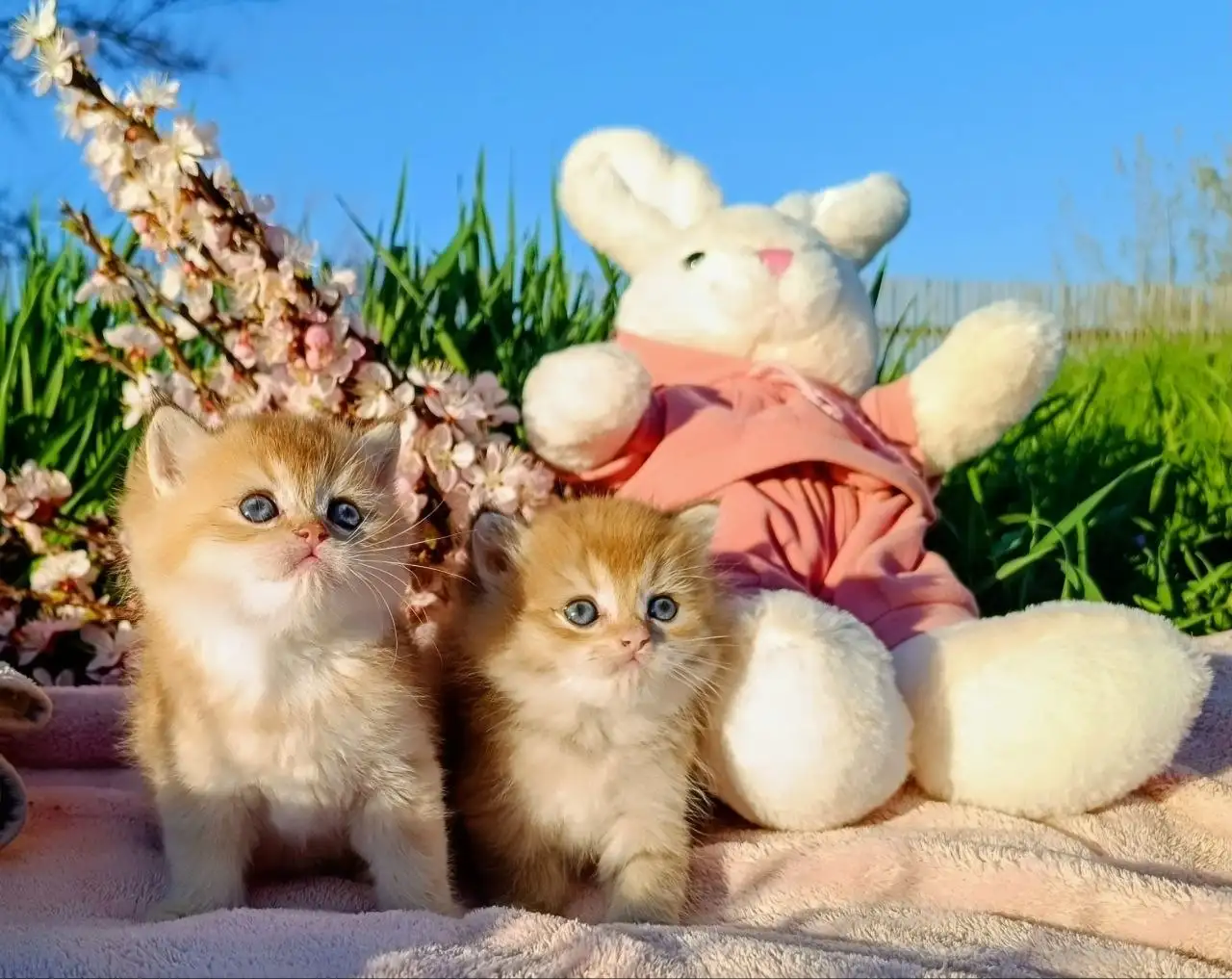 Породистые британские котята золотая шиншилла - Кошки (Животные) в Симферополь