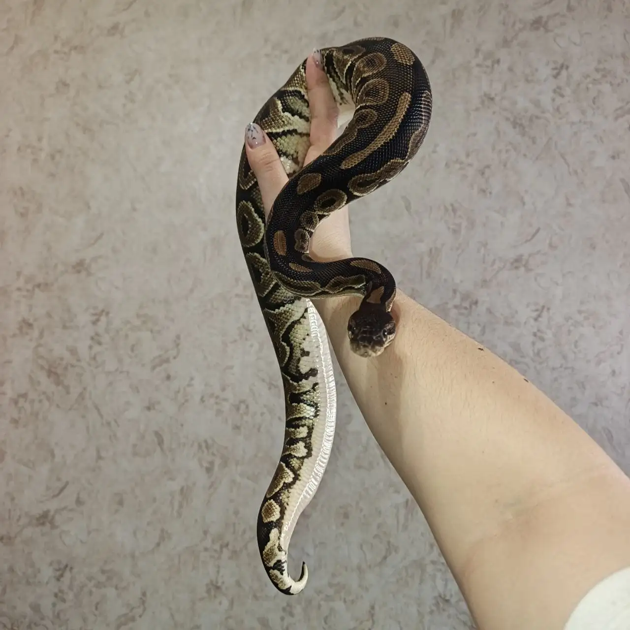 Продажа самки королевского питона морфа black pastel - Рептилии и амфибии (Животные) в Симферополь