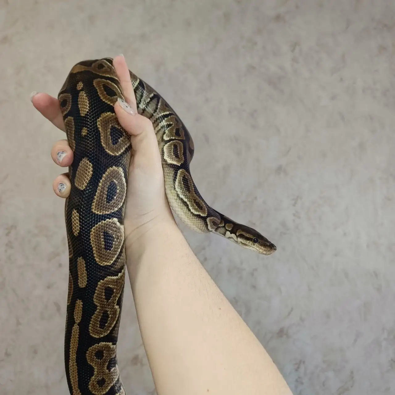 Продажа самки королевского питона морфа black pastel - Рептилии и амфибии (Животные) в Симферополь