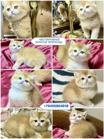 Чистокровные британские котята золотых окрасов с документами - Рептилии и амфибии в Симферополь