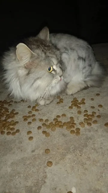 Потерянный котенок в Симферополе - частное объявление в Симферополь