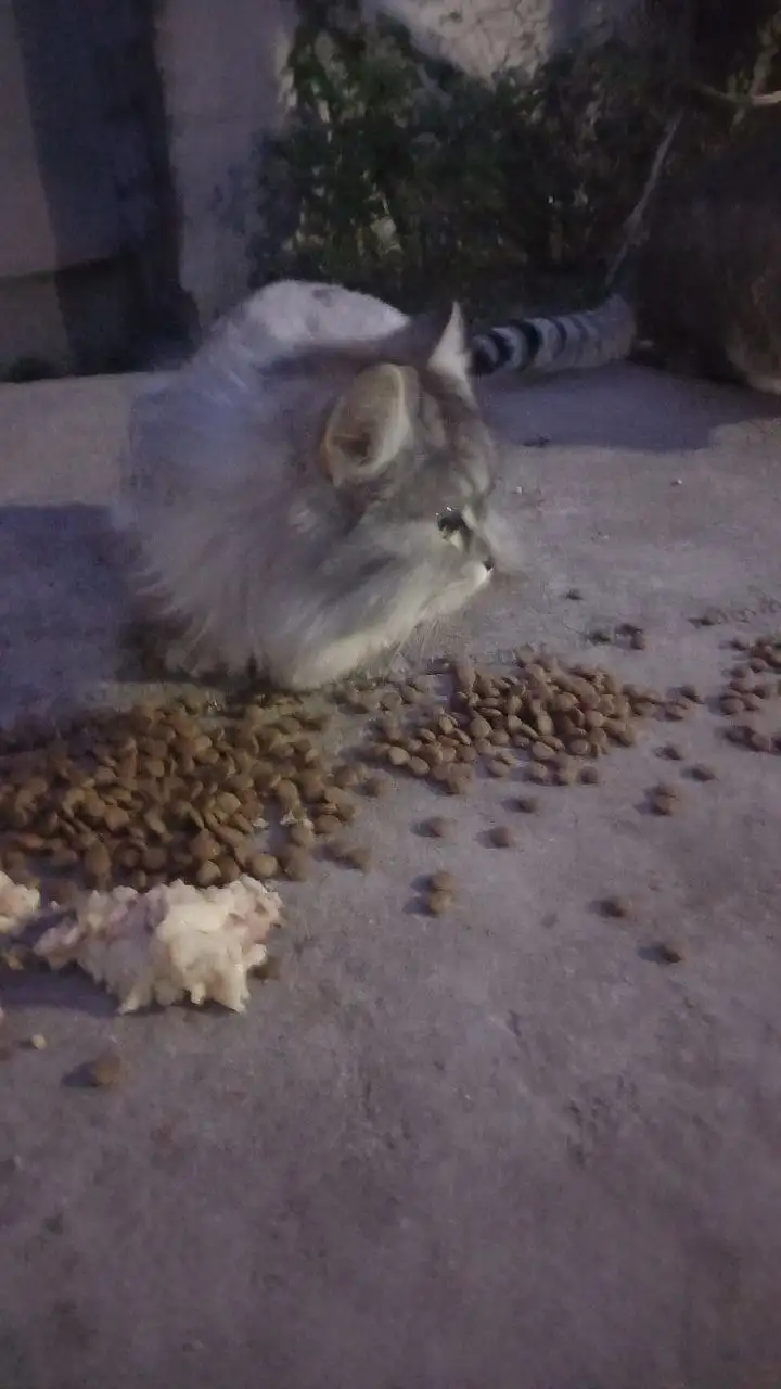 Потерянный котенок в Симферополе - Потерянные животные (Животные) в Симферополь