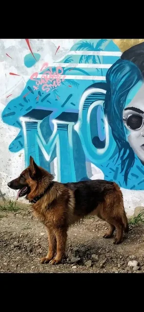 Поиск пропавшей собаки Астор - частное объявление в Симферополь