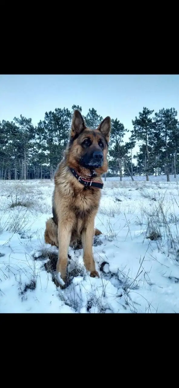 Поиск пропавшей собаки Астор - Потерянные животные (Животные) в Симферополь