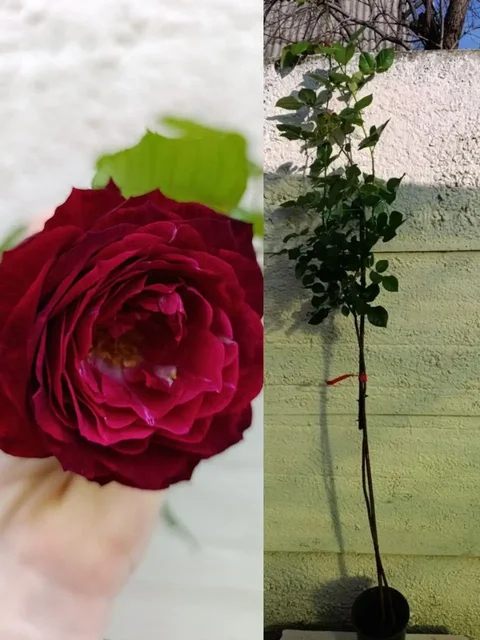 Штамбовые розы в Комсомольском - Садоводство в Симферополь