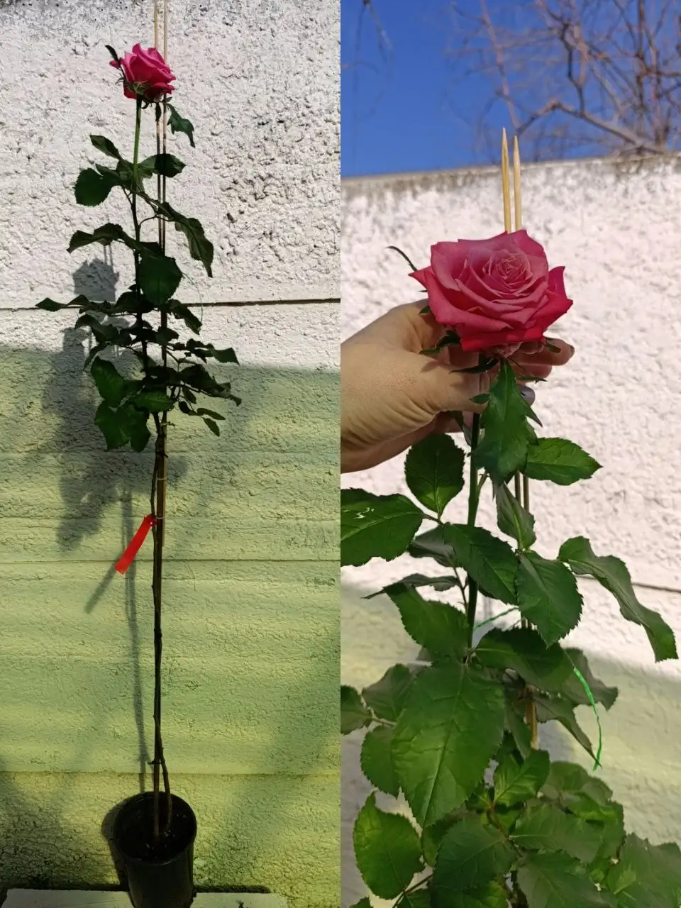 Штамбовые розы в Комсомольском - Садоводство (Хобби и отдых) в Симферополь