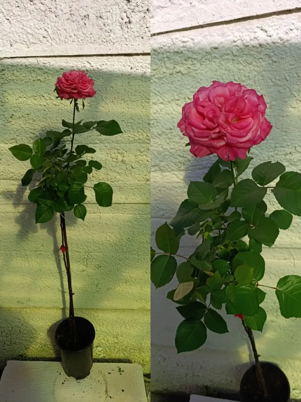 Штамбовые розы в Комсомольском - Садоводство (Хобби и отдых) в Симферополь