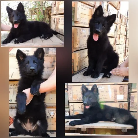 Шикарная девочка чёрная готова к переезду - частное объявление в Симферополь