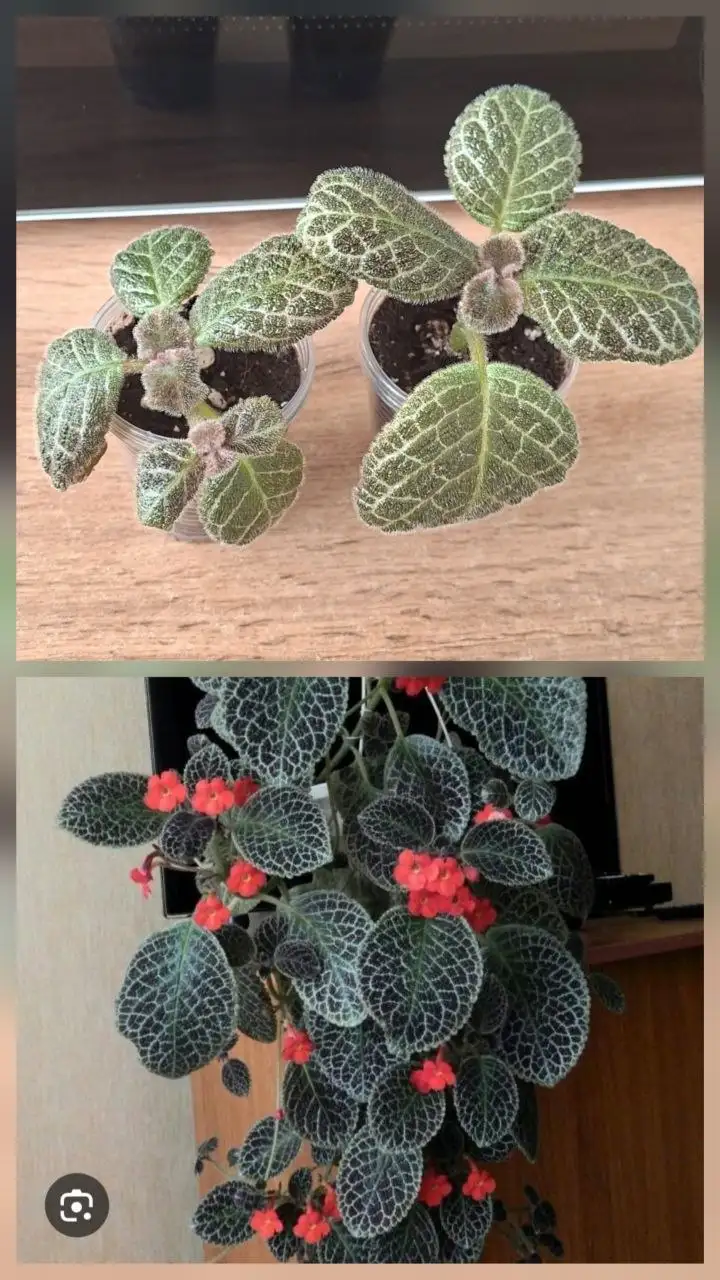 Продам излишки комнатных цветов - Растения (Хобби и отдых) в Симферополь