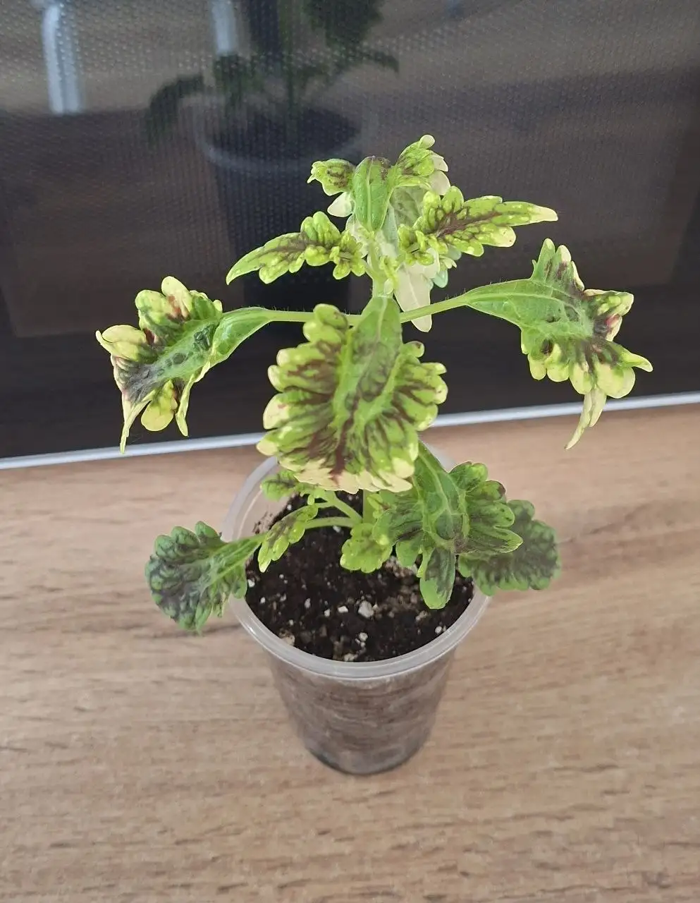 Продам излишки комнатных цветов - Растения (Хобби и отдых) в Симферополь