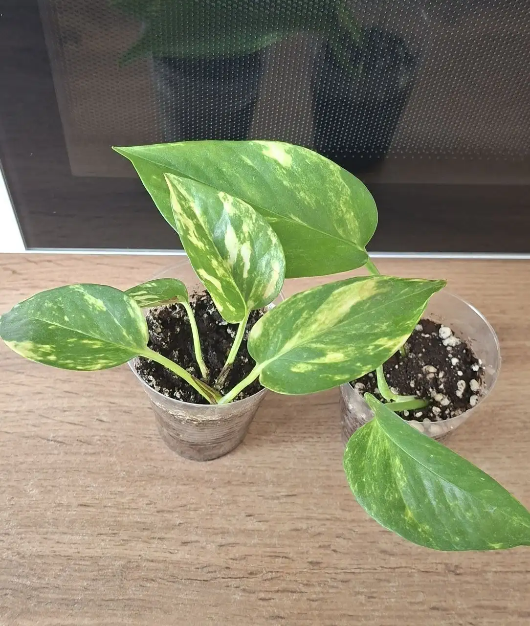 Продам излишки комнатных цветов - Растения (Хобби и отдых) в Симферополь