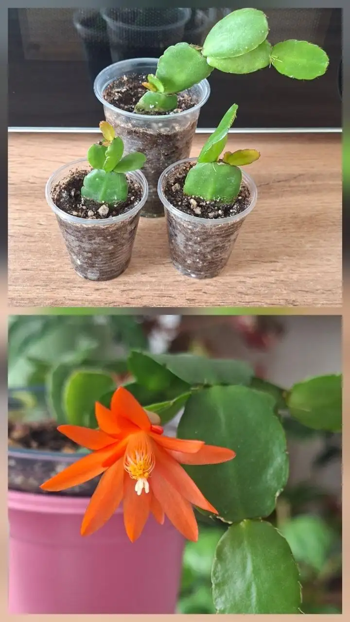 Продам излишки комнатных цветов - Растения (Хобби и отдых) в Симферополь