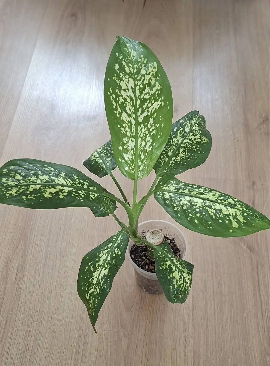 Продам излишки комнатных цветов - Растения (Хобби и отдых) в Симферополь