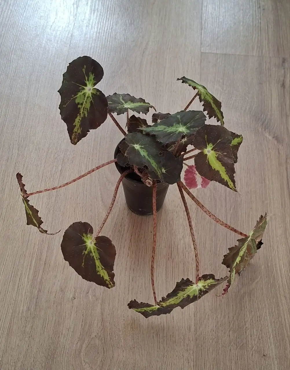 Продам излишки комнатных цветов - Растения (Хобби и отдых) в Симферополь