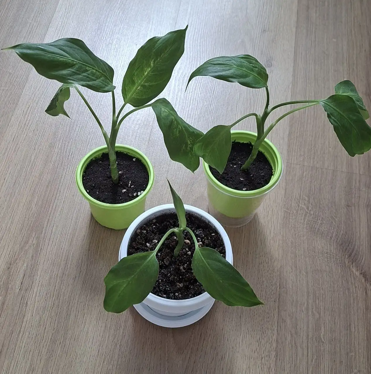 Продам излишки комнатных цветов - Растения (Хобби и отдых) в Симферополь