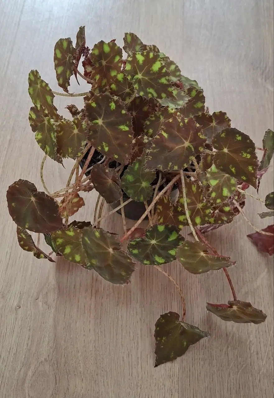 Продам излишки комнатных цветов - Растения (Хобби и отдых) в Симферополь