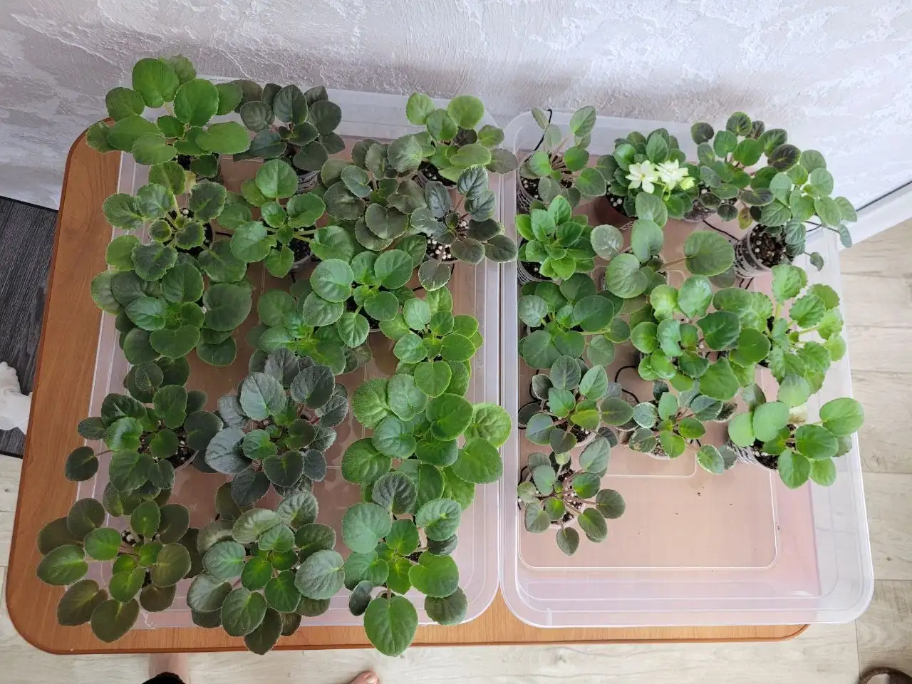 Детки сортовых фиалок с подписями - Растения в Симферополь