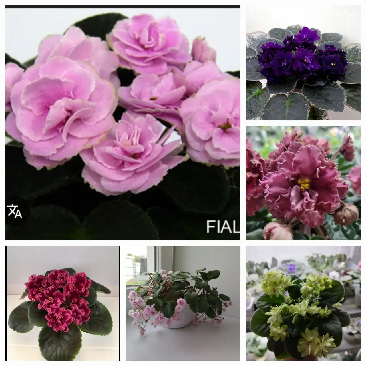 Детки сортовых фиалок с подписями - Растения в Симферополь