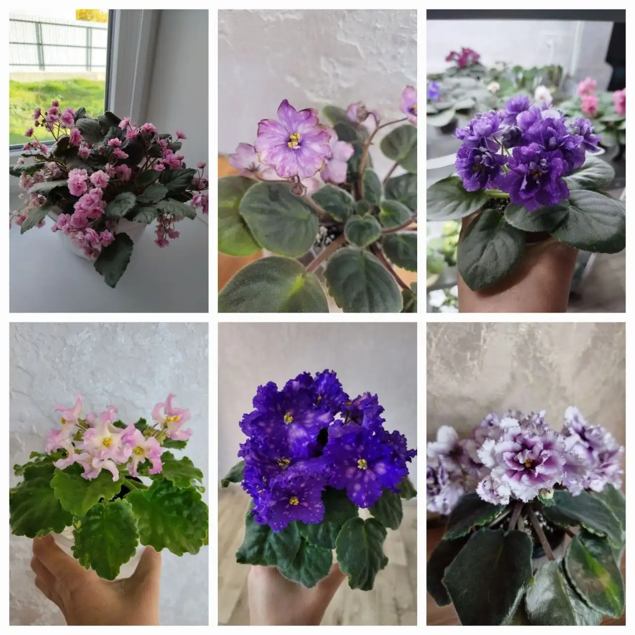 Детки сортовых фиалок с подписями - Растения в Симферополь