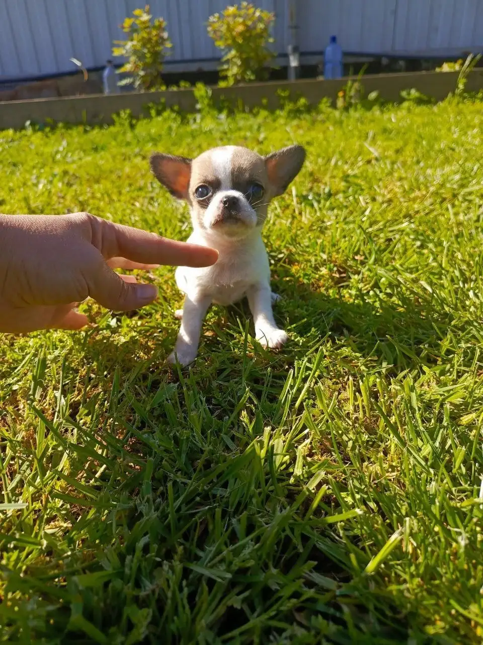 Щенки чихуахуа - Собаки (Животные) в Мариуполь