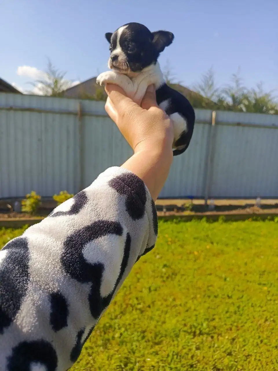 Щенки чихуахуа - Собаки (Животные) в Мариуполь