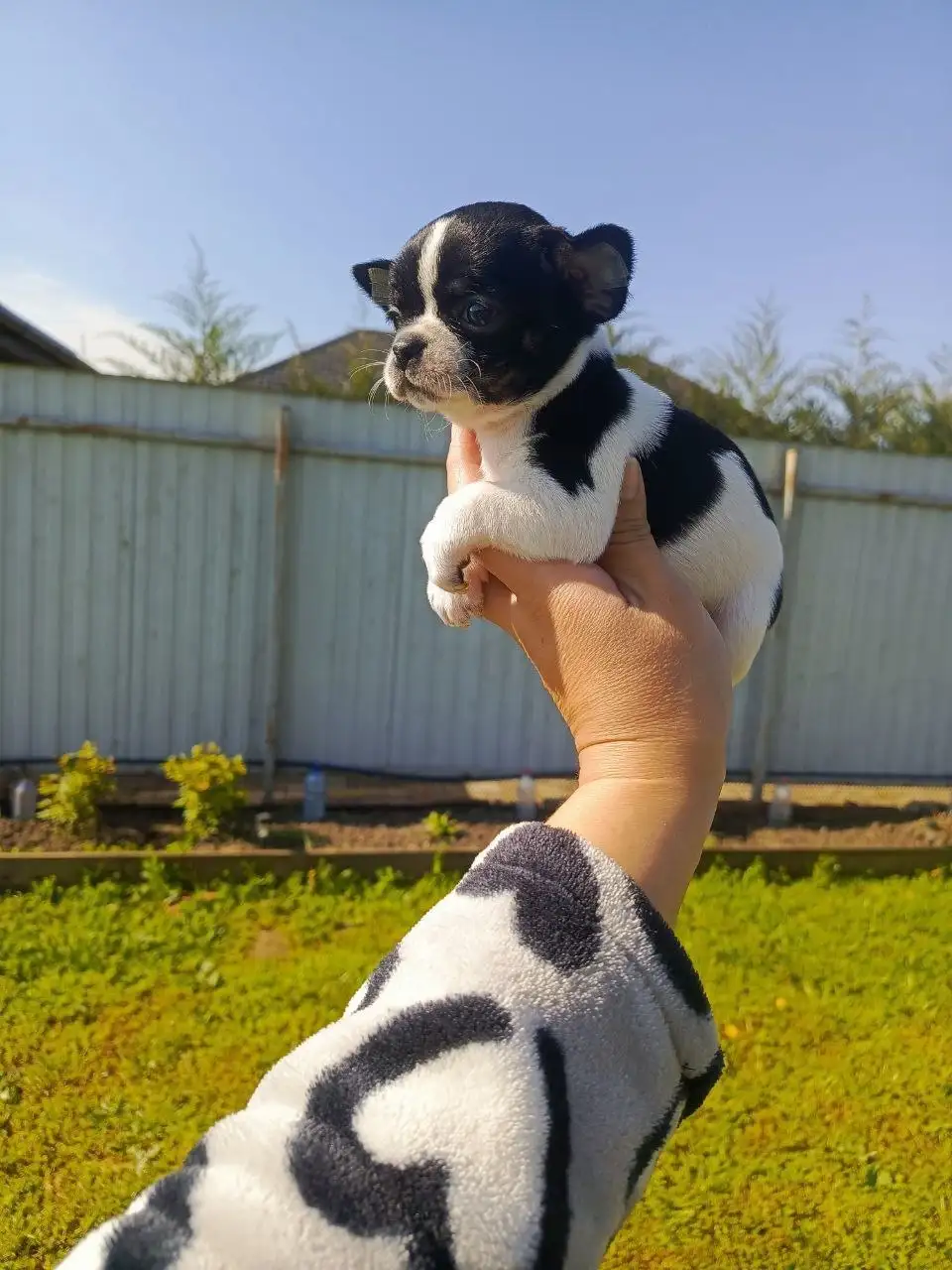 Щенки чихуахуа - Собаки (Животные) в Мариуполь