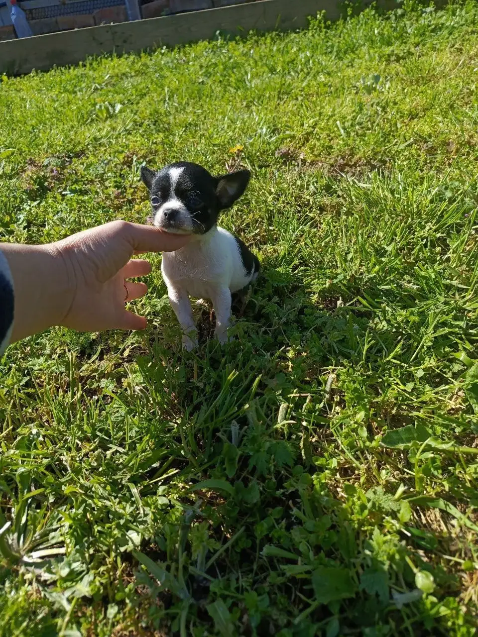 Щенки чихуахуа - Собаки (Животные) в Мариуполь