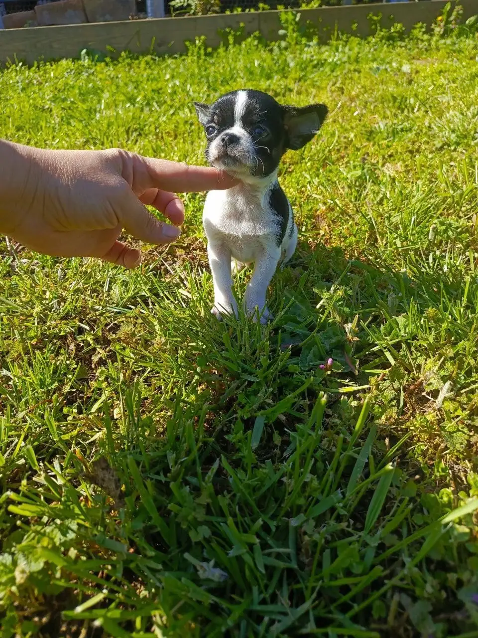 Щенки чихуахуа - Собаки (Животные) в Мариуполь