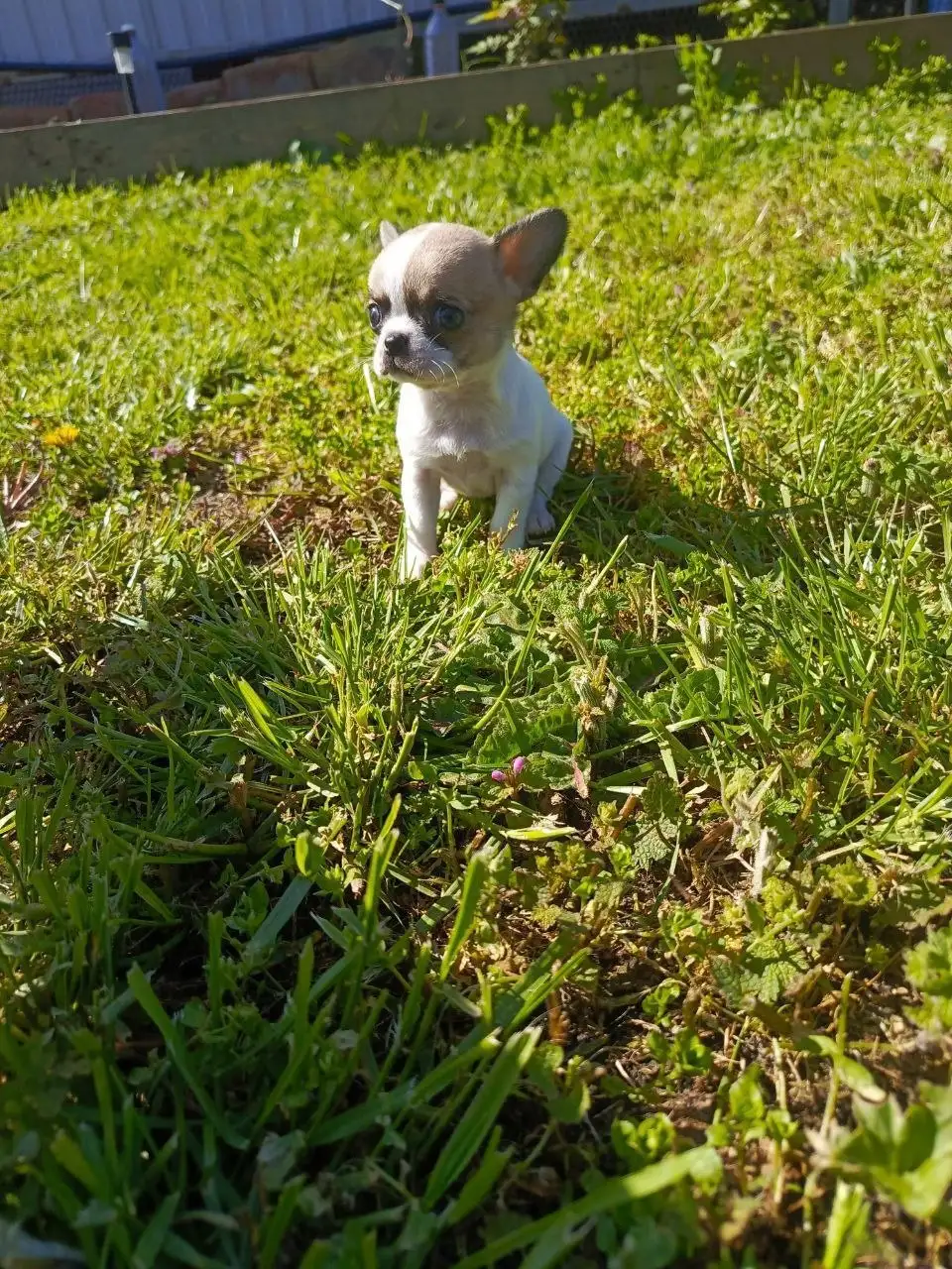 Щенки чихуахуа - Собаки (Животные) в Мариуполь