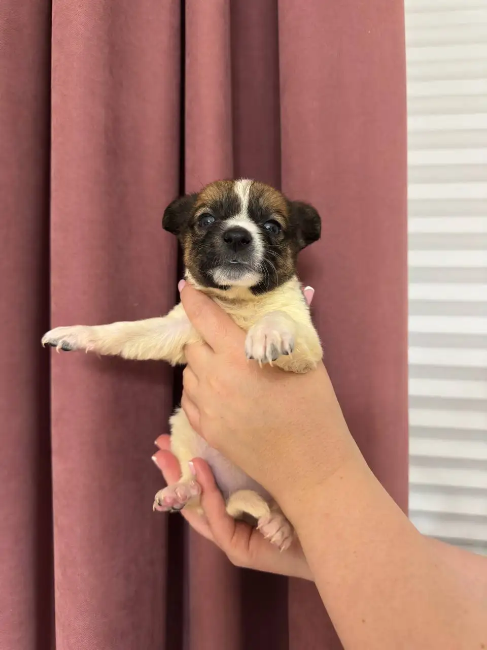 Щенки ищут дом - Собаки (Животные) в Симферополь