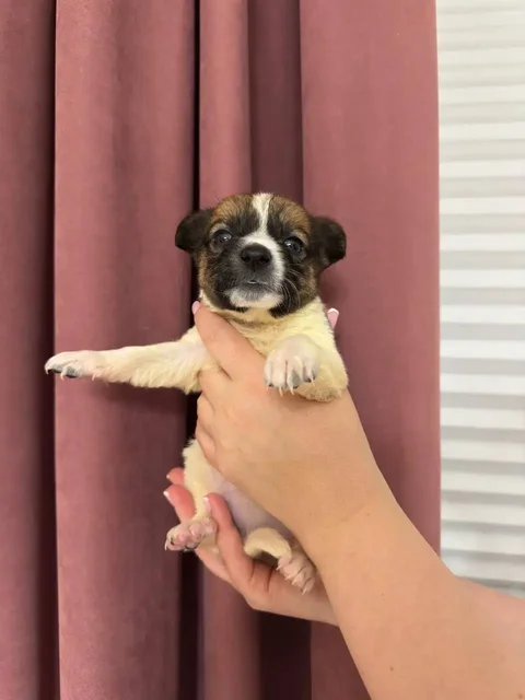 Щенки ищут дом - частное объявление в Симферополь