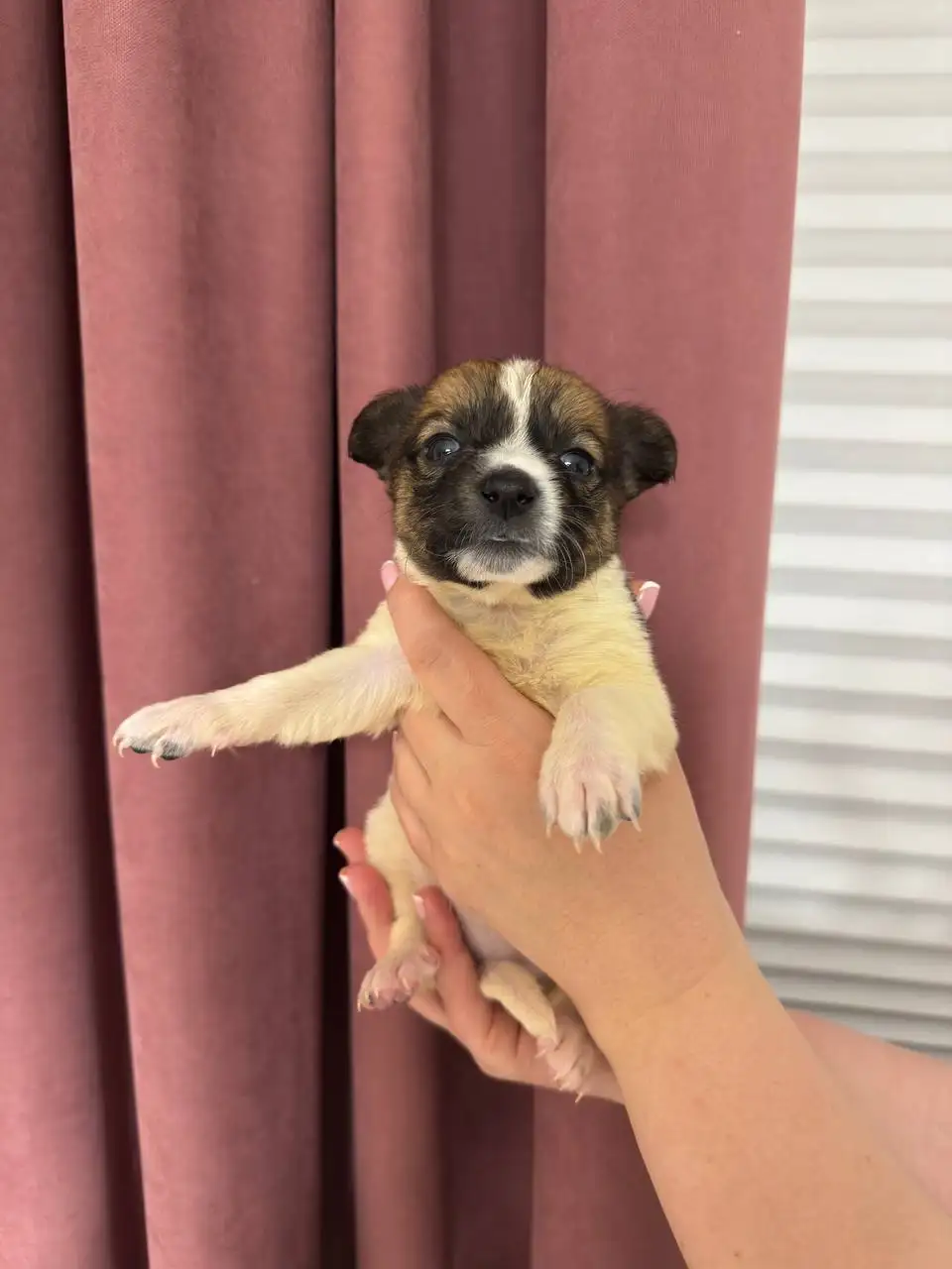 Щенки ищут дом - Собаки (Животные) в Симферополь