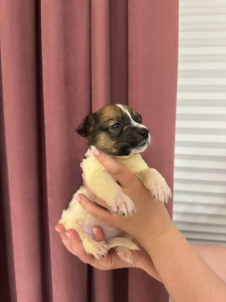 Щенки ищут дом - Собаки (Животные) в Симферополь