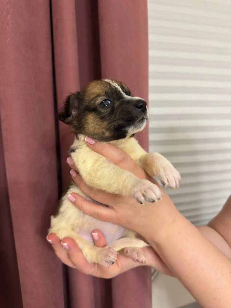 Щенки ищут дом - Собаки (Животные) в Симферополь