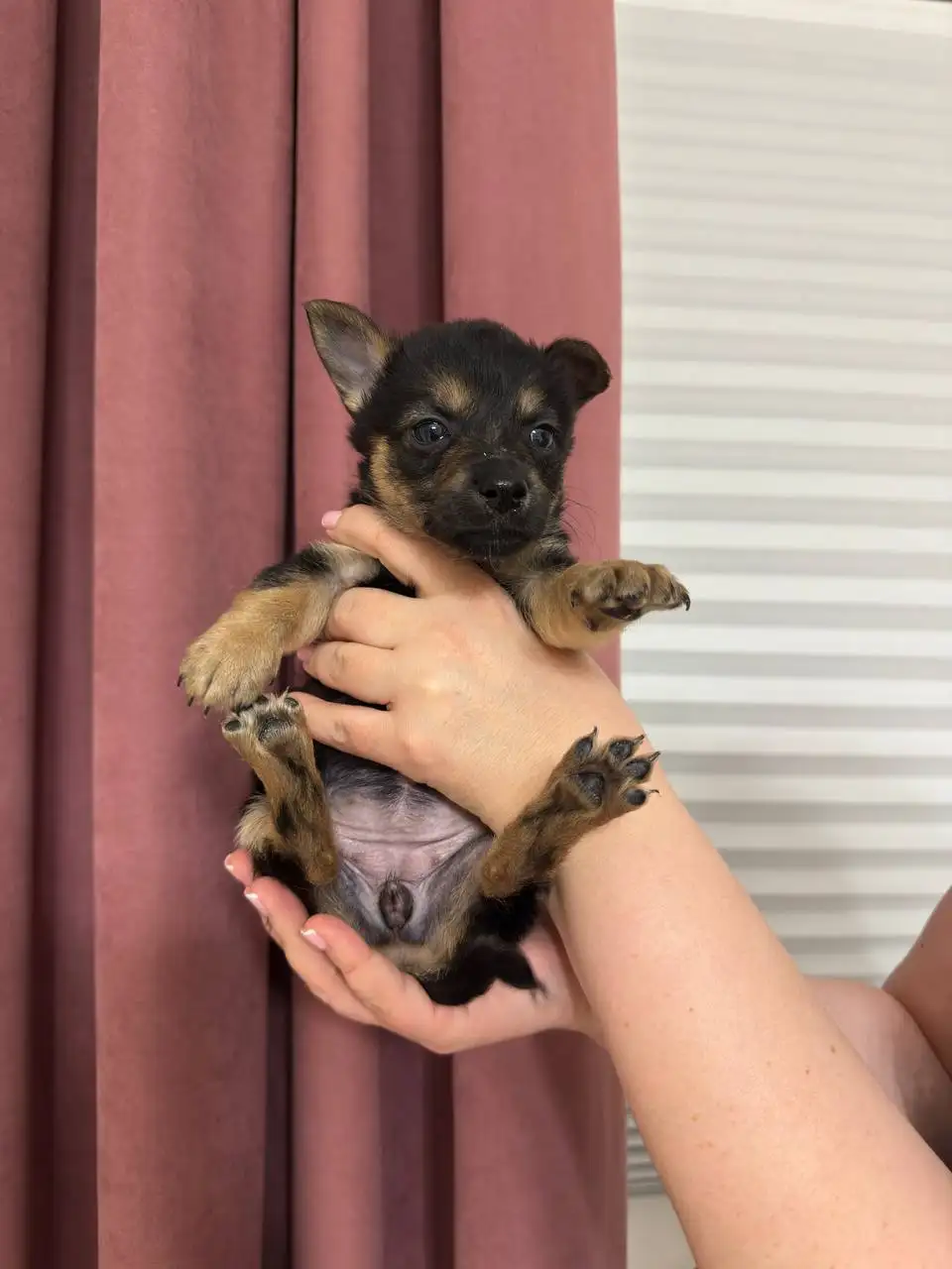 Щенки ищут дом - Собаки (Животные) в Симферополь