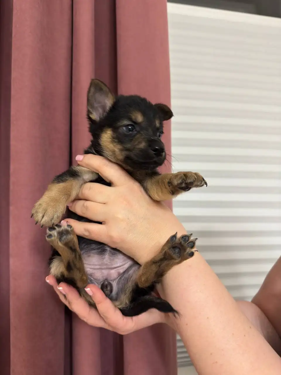 Щенки ищут дом - Собаки (Животные) в Симферополь