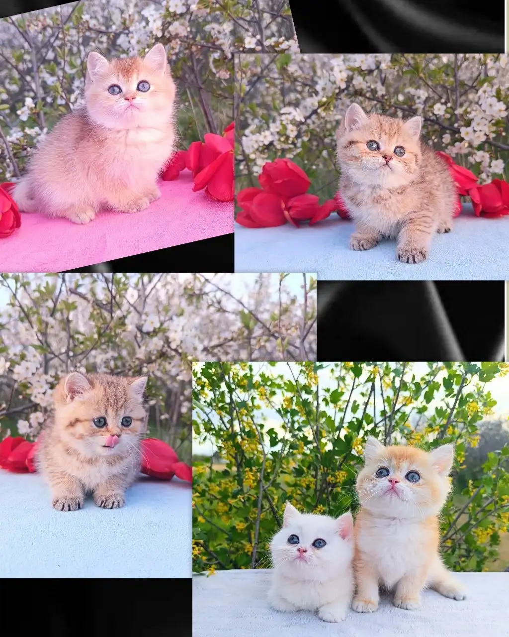 Высокопородные котята британской породы - Кошки (Животные) в Симферополь