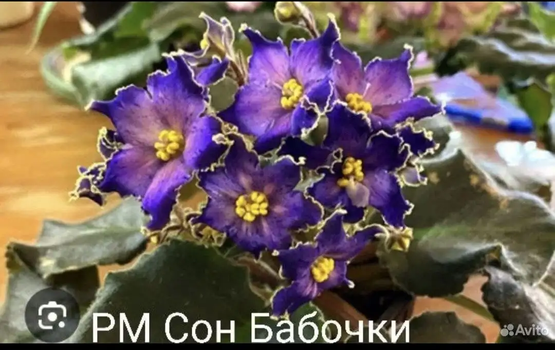 Продам сортовые фиалки - Комнатные растения (Растения) в Симферополь