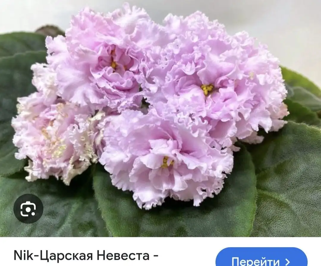 Продам сортовые фиалки - Комнатные растения (Растения) в Симферополь