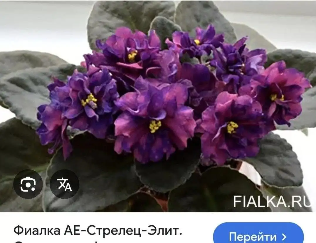 Продам сортовые фиалки - Комнатные растения (Растения) в Симферополь