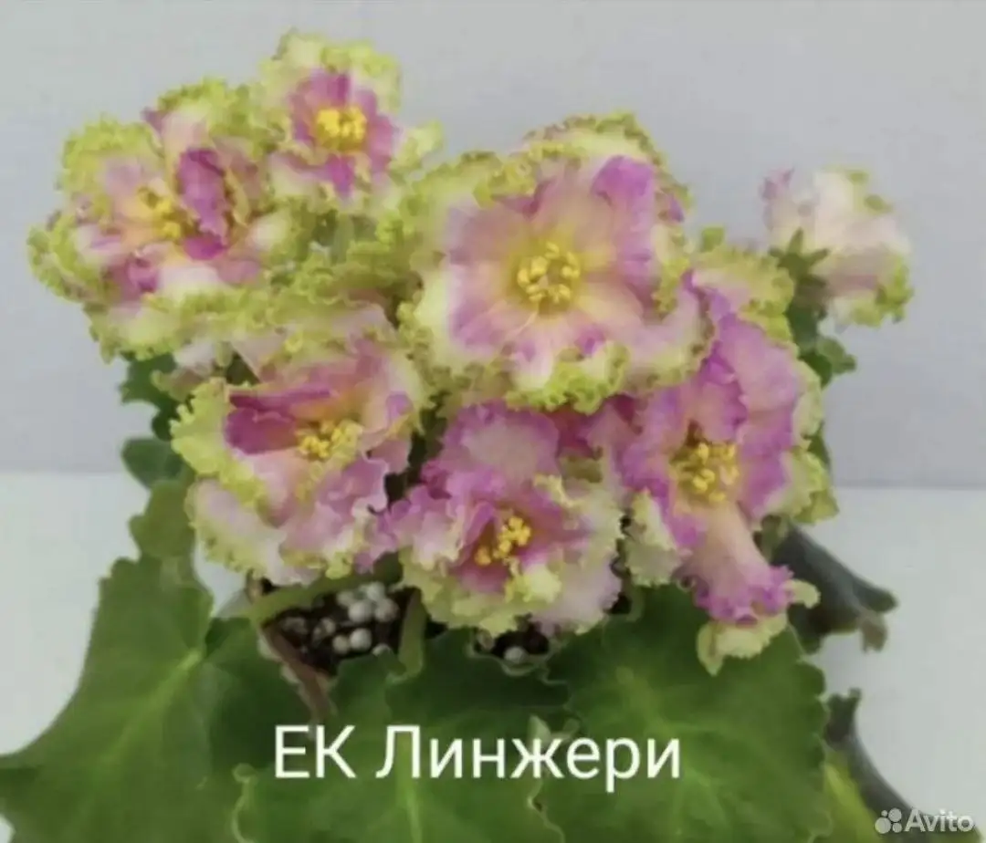 Продам сортовые фиалки - Комнатные растения (Растения) в Симферополь