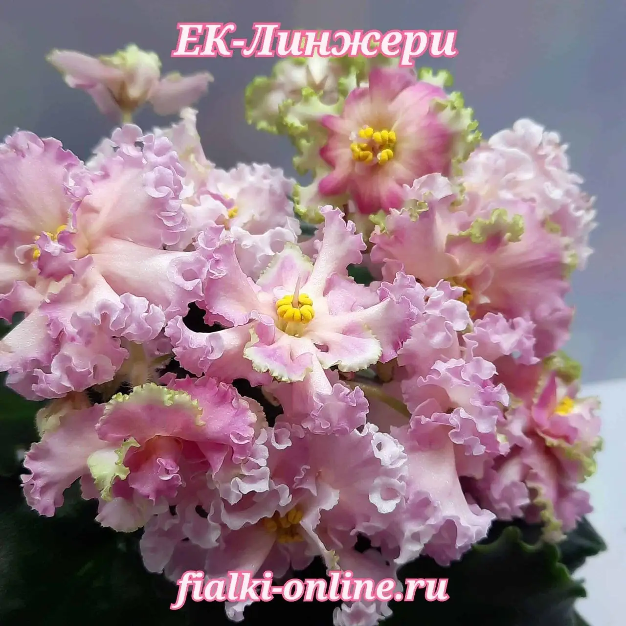 Продам сортовые фиалки - Комнатные растения (Растения) в Симферополь