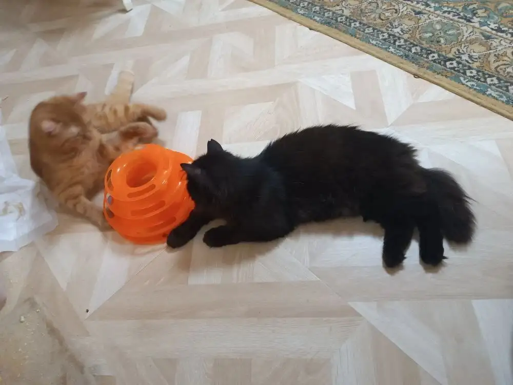 Пристрою кота Блэка в семью - Кошки (Животные) в Симферополь