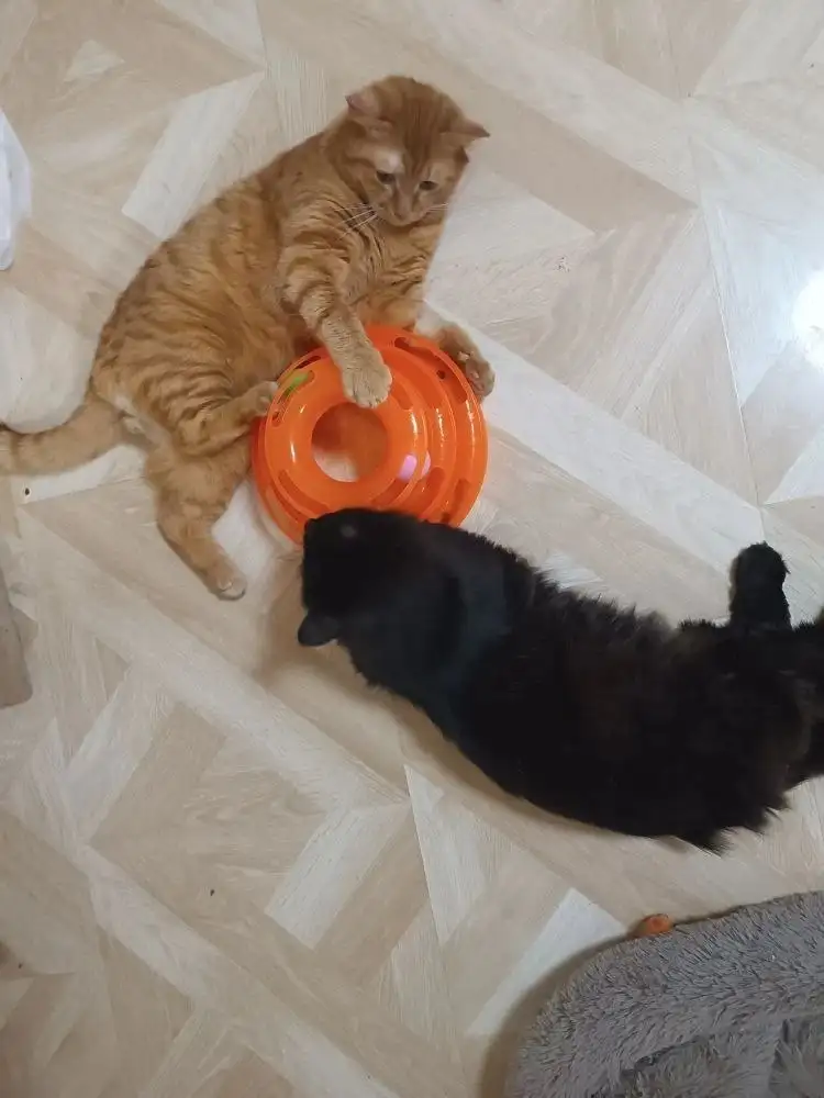 Пристрою кота Блэка в семью - Кошки (Животные) в Симферополь